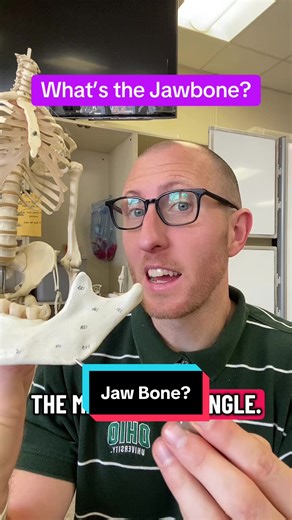 Understanding the Mandible: The Jaw Bone Explained