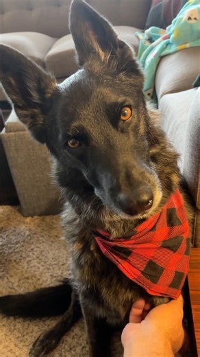 LIVE ON WEDNESDAYS AND SUNDAYS💜LUNA THE DUTCH SHEPHERD #funnyanimals #funny #dog #live