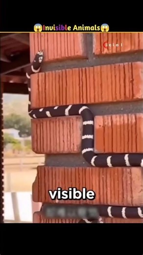 Invisible Animals You Can’t See 😱 ||invisible animals fact|#beat