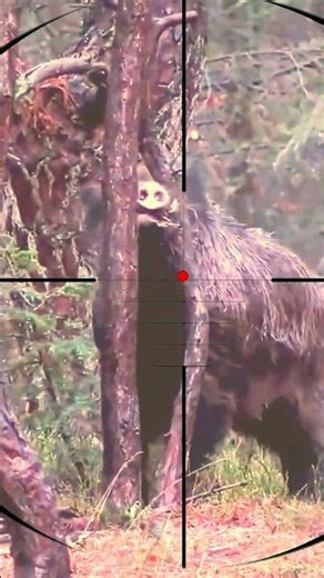 Boar Shooting | Caza de jabalíes | Wildschweinjagd