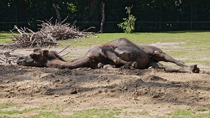 Bactrian Camels Camelus Bactrianus Large Even-toed Stock Footage Video (100% Royalty-free) 3590458377 | Shutterstock