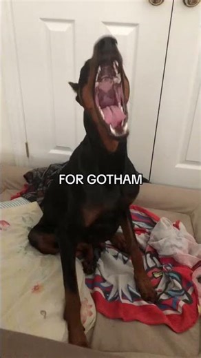 POV: Your Dog Says “I’m Batman” 🦇🐶#dog #dogsfunny