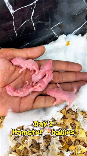 Day 2 Hamster Babies 🐹❤️ | Rio & Candy With Their Cute Newborns