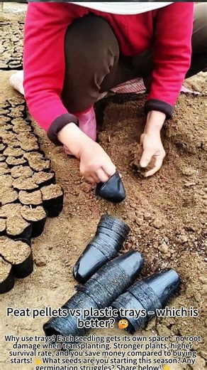 Seed starting in trays successful every time 🌱