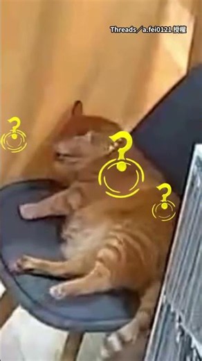 【摸完就走人】奴才從簾子後摸貓！牠一臉疑惑：偶好像不乾淨了 #Shorts