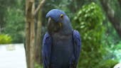 Blue hyacinth macaw nestling with a green forest background.