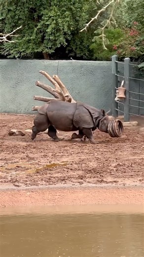 Phoenix Zoo | We may be busy cleaning up the Zoo, but we wanted to share some Chutti zoomies to brighten up your day 😁 Thank you to volunteer, Dave, for... | Instagram