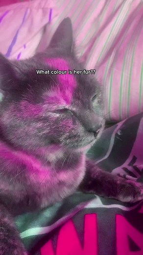 kernal_thedoggie (@kernal_thedoggie)’s videos with hot people use this sound - hi