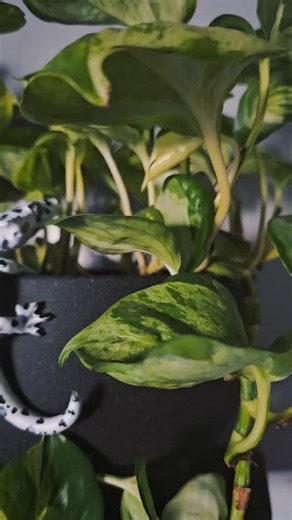 🦎 The Crested Geckos Are Live! While we’re busy working on a few more crested gecko morphs behind the scenes, our first two morphs are officially available now 🖤 👉 Shop them here: https://www.thetwistedserpent.com/shopall/geckos Thank you for all the excitement and support. we can’t wait to share what’s coming next 🖤 | The Twisted Serpent LLC