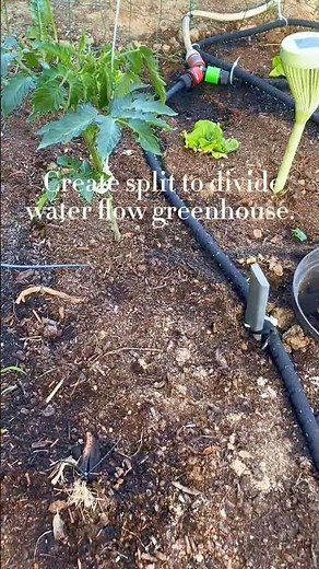 A DIY Gravity-Fed WATER IRRIGATION SYSTEM AND SET UP! | NO ELECTRICITY Needed !!! #vegetables
