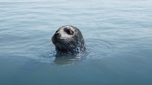 Shark Week '25 - Somebodies Watching You