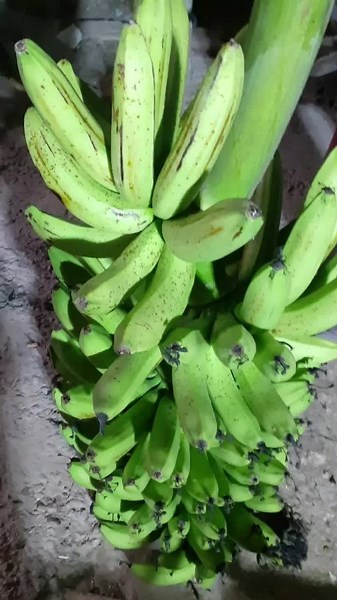 Understanding Unripe Green Bananas
