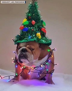 1.6M views | This dog is looking festive. : Kingmajesty_and_princessrose | CW Cincinnati | Facebook