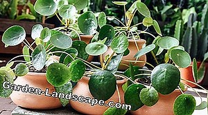 Plants: Popular hanging plants and their care | 2025