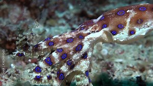 Blue-ringed octopus (Hapalochlaena lunulata) - Close Up - Philippines