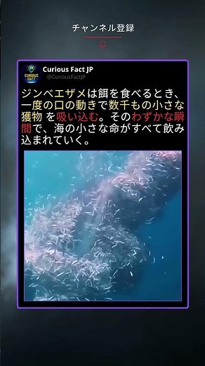 一口で数千匹。ジンベエザメが見せる“海の呼吸”の瞬間 😅