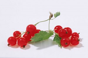 Can You Plant Currant Bushes From Seeds?