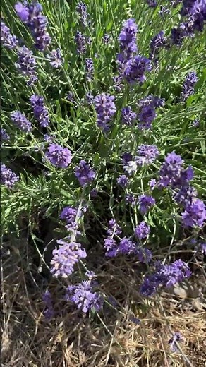 English Lavender Lavandula angustifolia grown from seed does well on a slope