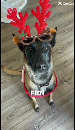 I still call her phoenix every once and a while. #dogs