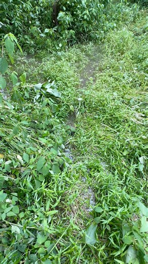 What kind is it? #turtles | Exploring Alabama