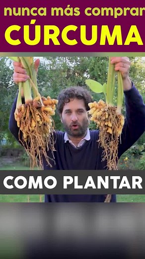Guía completa para cultivar cúrcuma en casa