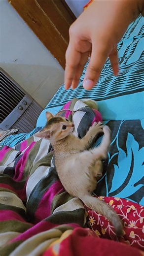 Don't mess with me 😾 | Angry ismall kitten 😾 | Don’t Dare to Disturb your cat 😼