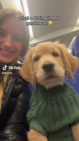 Polite Dog in Green Sweater | Cute Dog Video
