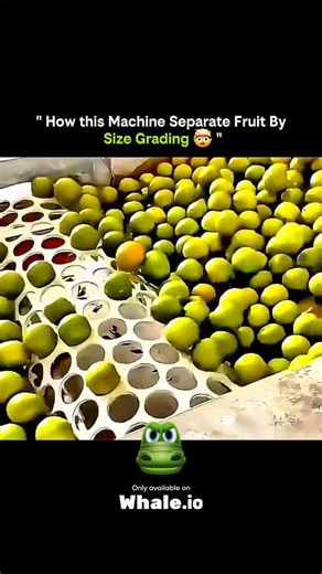 SCIENCE - EXPLAINED on Instagram: "Ever wondered how factories sort thousands of fruits in minutes? Size-grading machines use rotating rollers, vibrating belts, and precision gaps to separate each fruit based on diameter. Larger fruits roll off later, while smaller ones drop through earlier slots—simple physics, smart engineering, and ultra-efficient automation working together to create perfect uniformity before packaging. 🍎⚙️ #FruitSorting #SizeGradingMachine #FoodProcessingTech AgriEngineeri