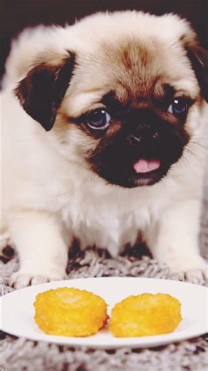 Cute Fluffy Pug’s ASMR Feast | Crispy Fries & Chicken Bites 🍗🍟#asmr #cuteanimals #shorts