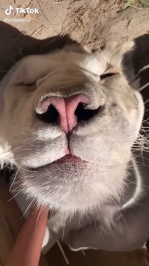 Timba still loving his belly and neck scratchies 💕 #fyp#DADMOVES #PerfectAsWeAre #lion #cub #whitelion #kimba #mybaby #cats #bigcats #loveyou #baby