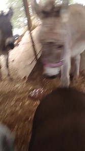 2.7K views · 287 reactions | So that picture I posted last night that I thought was just a cute pig butt pic...some of you thought that a prim and proper business owning lady like myself had posted a pic of gratuitous pig testicles. Merle Hoggard would like to clear up some misconceptions about his anatomy. #minipig #belly #potbellypig #potbelly #pig #pigsofinstagram | Hairy Farmpit Girls | Facebook