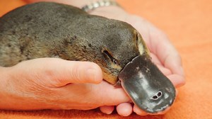 66K views · 3.9K reactions | It's a rare day for the wildlife hospital, with the admission of a little platypus. It is up to Dr. Rosie and the team to work out what has gone wrong for little Billie, and how we can give her the best chance for recovery. | Australia Zoo | Facebook
