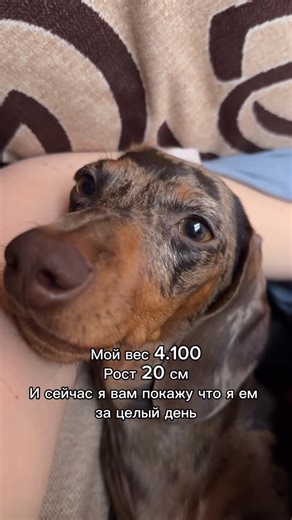 Минелли on Instagram: "Раньше я думала, что хороший корм закрывает все потребности мой собаки. Но когда животное живёт рядом с тобой каждый день, понимаешь — забота проявляется в мелочах. Я добавляю в корм O2 Pets Omega Platinum — универсальный комплекс для питомцев-компаньонов. Он произведён в Италии, упаковка защищает состав от окисления, а ингредиенты работают мягко и комплексно: для пищеварения, свежего дыхания, кожи и шерсти. Просто добавляю в еду — без стресса и лишних усилий 🤎"