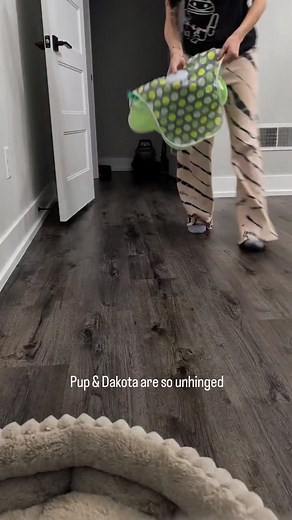 #cats #cat #gato #kittens #babycats #catrescue #catrescue #diaperkitten #paralyzedcat #handicapped #disabledpet #coicommunity #catsofinstagram | FosterBabyCats