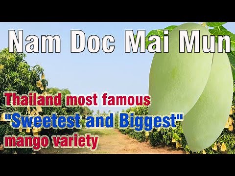 Nam Doc Mai Mun (Mango Review)