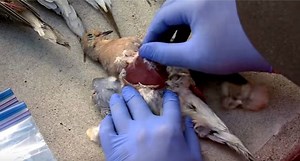 Video: Two Easy Methods to Clean Your Dove
