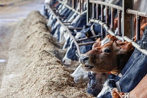 FOOD CONTROL SYSTEMS I Food Safety and Quality | FAO