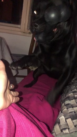 Terrifying Demon Dog Growling Compilation