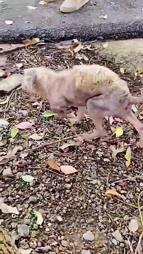 HomeForStrayDogs on TikTok