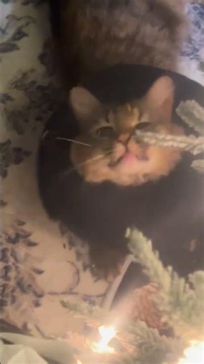 Cutest Pet Moments You’ll Watch on Repeat-Try Not to Laugh – Funniest Pet Fails #giggles #funnycute