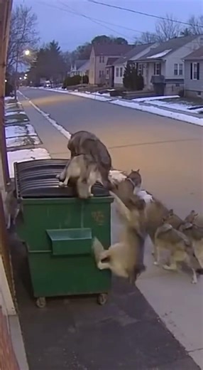 Nothing Blocking the Path! Wolves Ran Straight at Her!