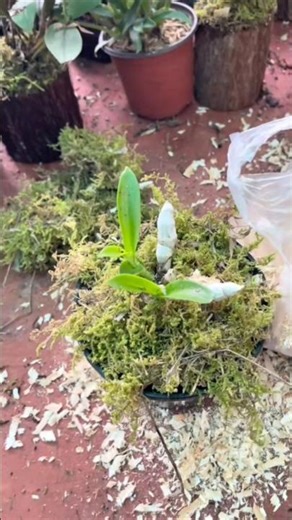 Best tutorial repotting dendrobium densiflorum orchid plants with simple tips #orchid #short🌵🍀🍀🌱🌱