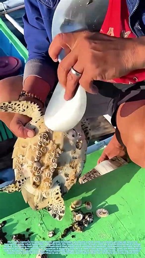 Chipping Away Freedom: Why Removing Barnacles Lets Sea Turtles Survive