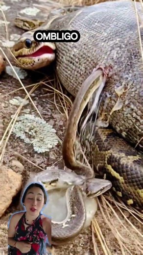 las culebras paren despues de 9 meses #datoscurisos #increible #genial