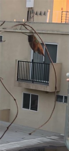Gratitude for #GingiBird and #Hollywoodhills #hummingbirds with 63 special subscribers ❤️ 💖 ✨️
