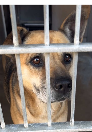 SURRENDERED BY OWNER AFTER 7 YEARS!!! Hi, I’m Ivy, your future adventure buddy! I’m a sweet, social girl who loves greeting new people. I walk right up with a wag, soak up pets, and lean in for affection. I’m easy to leash, love to explore, and I take my sniffing very seriously so I can pull a bit when I’m excited, but I settle once I get my bearings. I’m polite meeting other dogs and warm up quickly with a calm intro. In new spaces I check in with my person often, and once I trust you, I’m all 