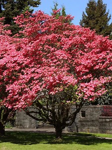 Red Dogwood Trees for Sale | Buy 1 Get 1 Free