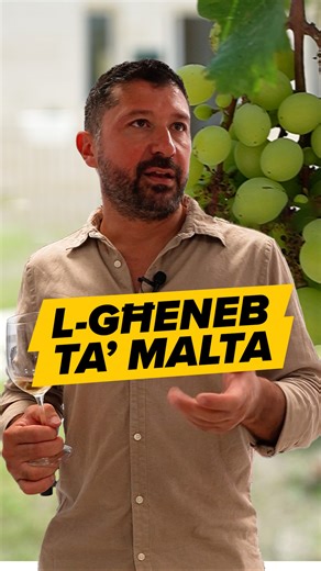 686 reactions · 32 shares | Hidden Maltese grape varieties are being rediscovered and preserved, some dating back hundreds of years. Researchers are protecting this heritage, so unique local wines don’t disappear forever. One day, these rare flavours could make it to your table. We went to have a closer look  AD | #MaltaDaily x Agrikoltura | Malta Daily | Facebook