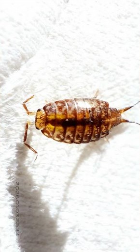 Zoom in on a woodlouse (kutu kayu) #nature #science #experiment