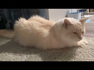 Cat Asthma Attack vs Vomiting/Hairball